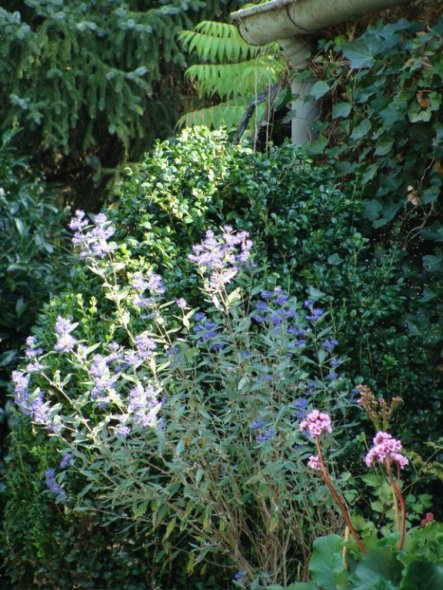 Garten 'Gartenrundgang Teil 3'