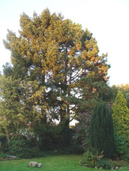 Garten 'Gartenrundgang Teil 3'