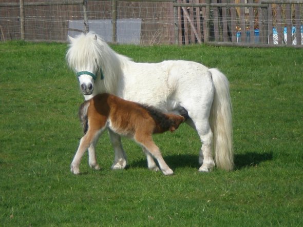 Unser Nachbarpony hat Nachwuchs bekommen. Das Fohlen ist kleiner als nen Schäferhund.