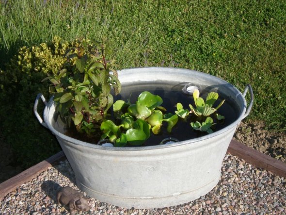 Da wir leider (noch) keinen Gartenteich haben musste die kleine Wanne erst einmal als Miniteich herhalten.