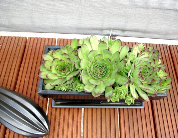 Terrasse / Balkon 'Blumen auf der Dachterrasse'