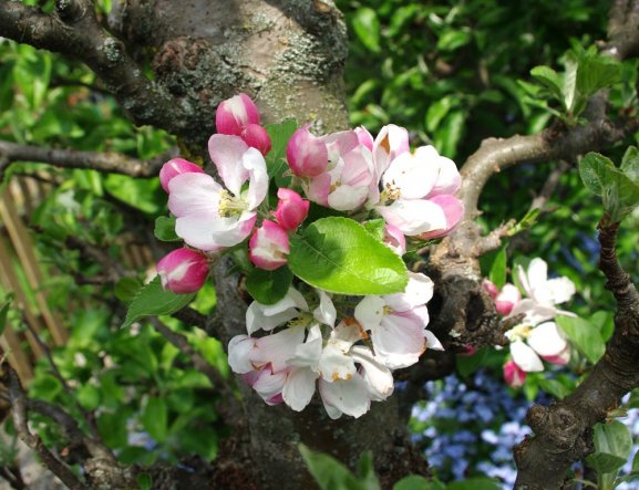 Garten Wohnen unter'm Dach von yakari - 20550 - Zimmerschau