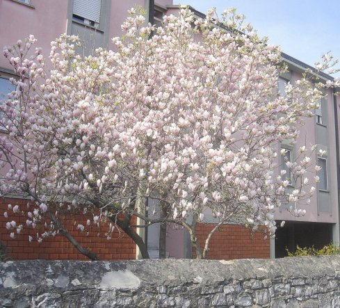 Frühling am Gardasee