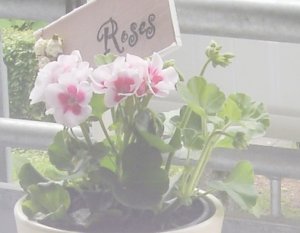 Balkonien ist eröffnet