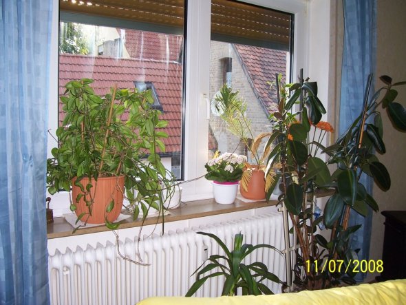 Das Blumenfenster