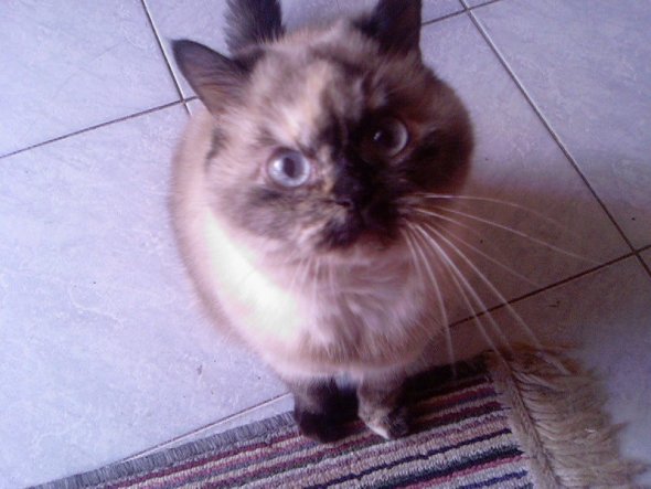 Bijou vom Fürstenwall, eine Exotic-Shorthair, sie wird im Juli 14 Jahre alt.