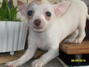 Haustiere 'CHIHUAHUA MÄDCHEN'