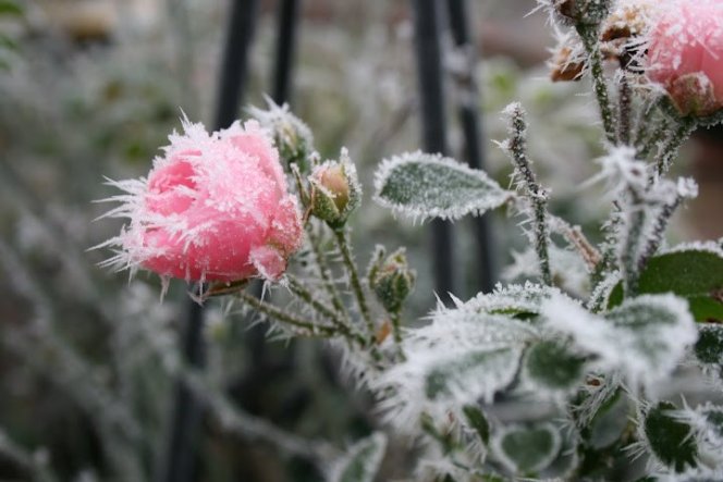 Garten 'Unser Garten'