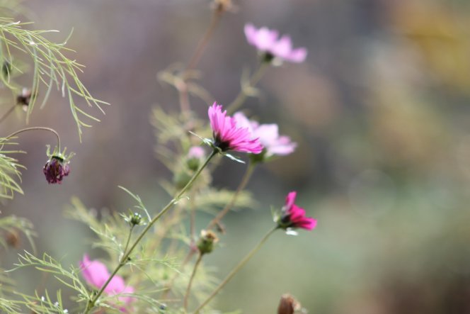 Garten 'Unser Garten'