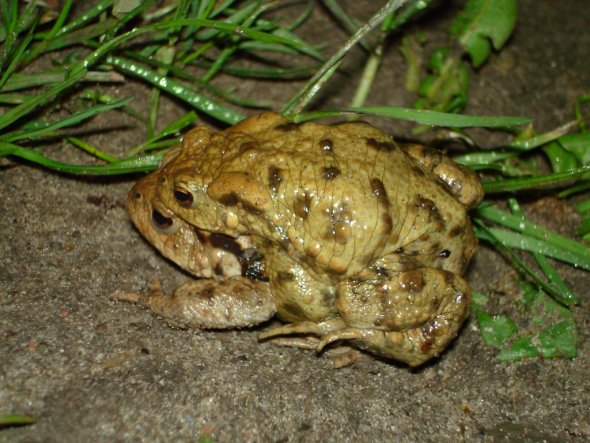 Garten ' tägliche Besucher'