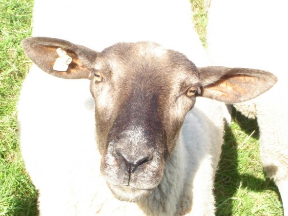 Garten ' tägliche Besucher'