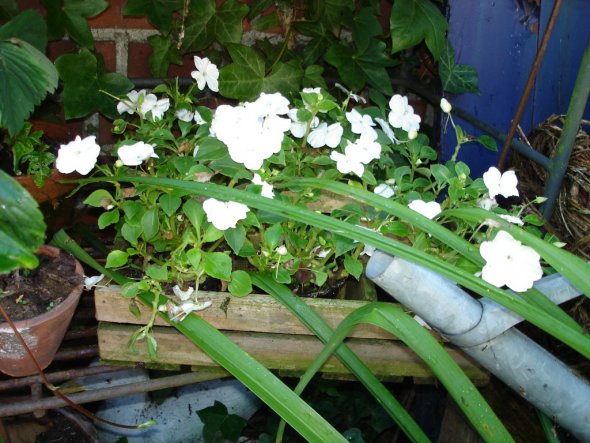 Garten 'Kleinod im Garten'