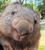 Wombat