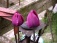 Schöne Tulpen, mit nicht so schönem Hintergrund