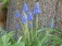 Ein paar schöne Blumen