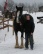 shire horse auf einem reiterhof