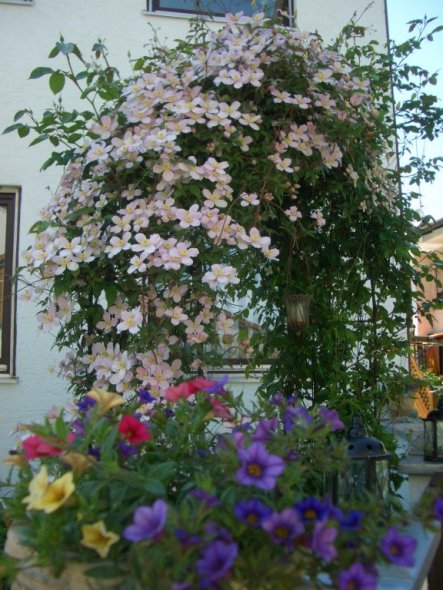 Garten 'Frühlingsgefühle 2009'