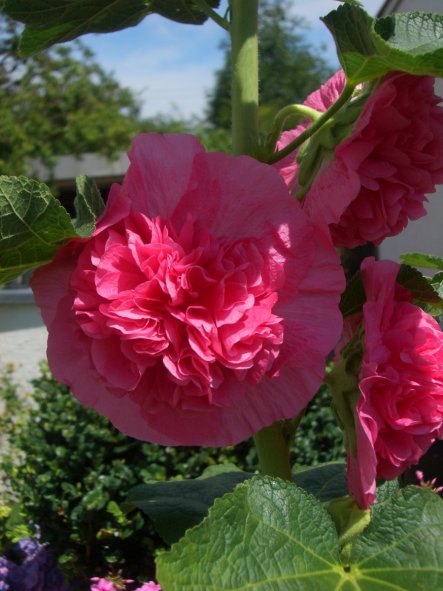 Die ersten Blüten von meiner  Stockrose und es kommen noch viele dazu.