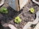 Garten 'Unser Schrebergarten'