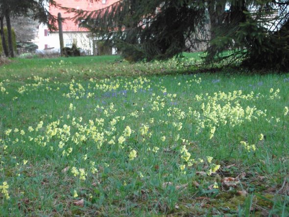 Garten 'Garten'