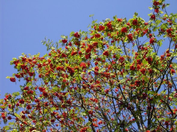 Garten 'Gartenfreude'