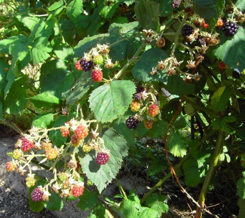 Garten 'Gartenfreude'