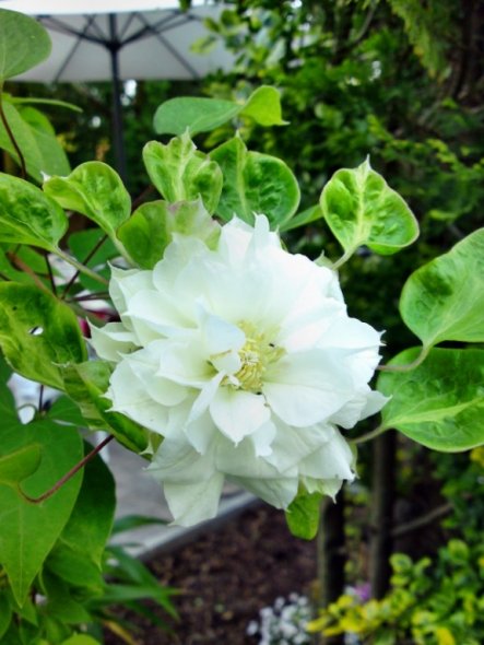 Die gefüllte Clematis