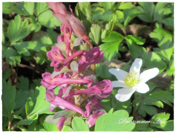 Wohnzimmer 'Blomster Hus'