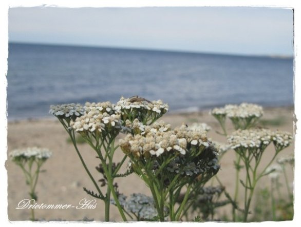 Hausfassade / Außenansichten '~Ostsee und Umgebung~ '