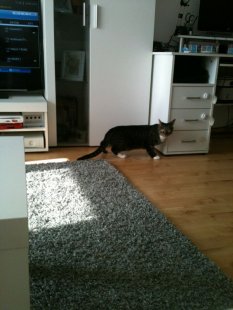 wohnzimmer  nach umzug