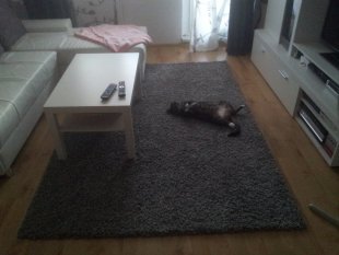 wohnzimmer  nach umzug
