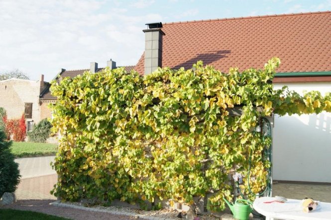 Terrasse / Balkon 'Terrasse'