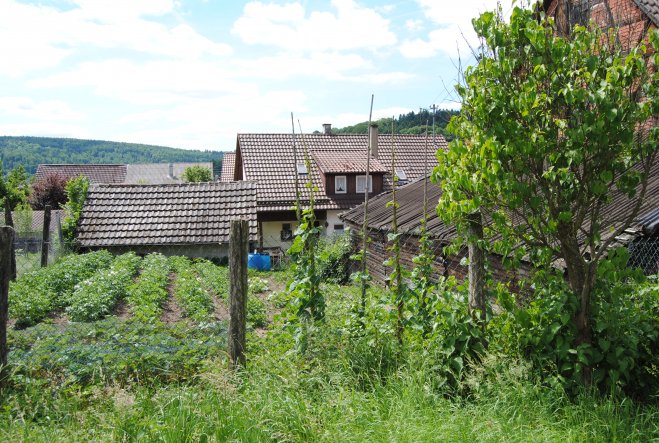 SchwiePas Gemüsegarten gehört zum Bauplatz