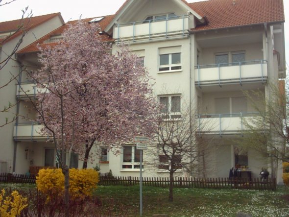 Die Blutpflaume vor unserm Haus erinnert an asiatische Kirschblüte. Später im Jahr hat sie dann blutrote Blätter.