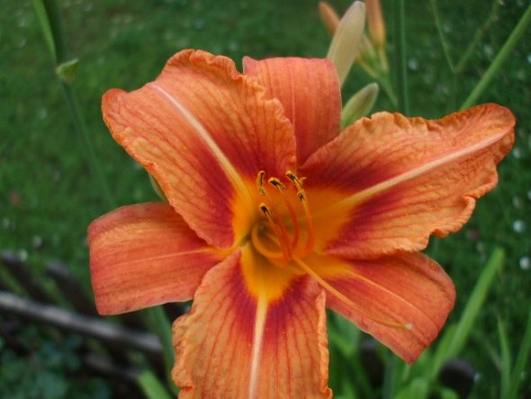 Terrasse / Balkon Connys home von conny67 - 6738 - Zimmerschau