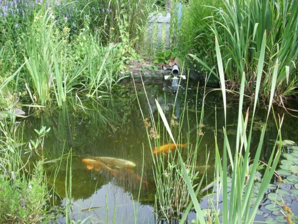 das ist das Hobby meines Mannes.Wenn erkönnte würde er das ganze Grundstück unter Wasser setzen...aber zu seinem grossen Bedauern haben wir ein gaaanz