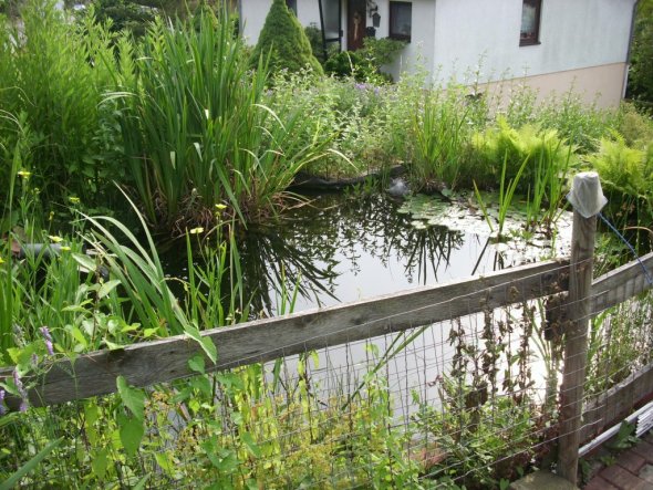 Garten 'Garten Sommer 2009'