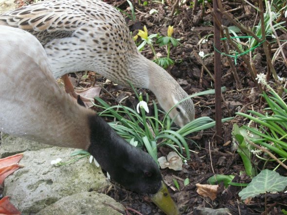 Haustiere 'Laufenten im Frühjahr 2010'