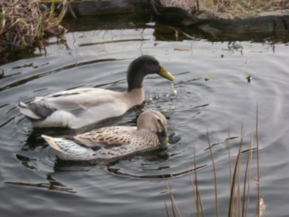 Haustiere 'Laufenten im Frühjahr 2010'