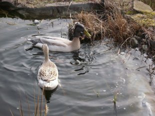 Laufenten im Frühjahr 2010