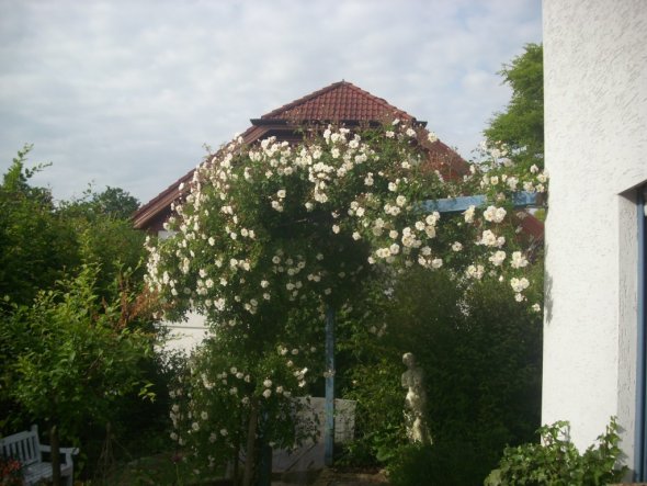 Lykkefund wächst nun uach noch auf die andere Seite...!