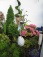 Garten 'Vorgarten'