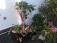 Garten 'Vorgarten'