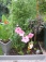 Garten 'Garten'