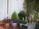 Garten 'Vorgarten'