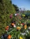 Garten 'Garten'