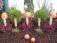 Garten 'Vorgarten'