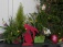 Garten 'Vorgarten'