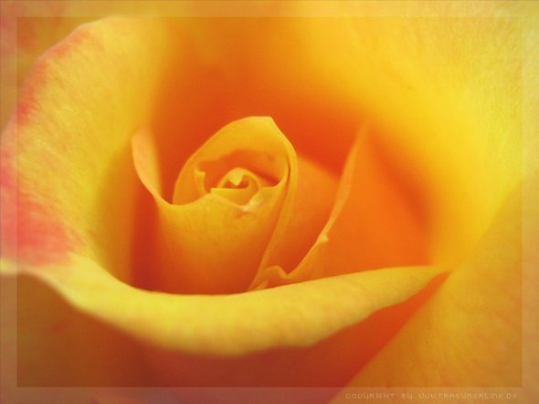 die Rose ist eine von vielen die letzten Sommer bei mir aufm Balkon gewachsen sind :)