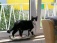 Stattlicher Kater von 10 Kilo Kampfgewicht.